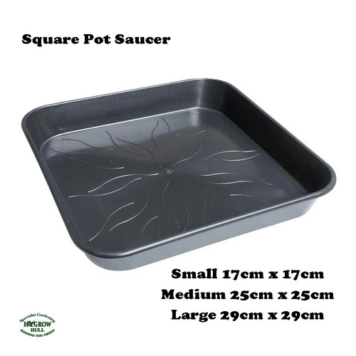 Square plastic plant - ,